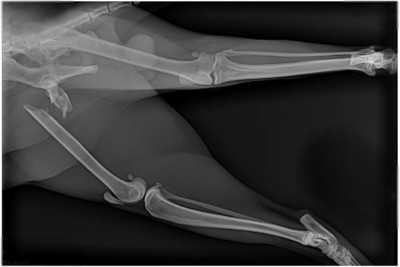 Fig 4. Veterinary Digital Radiography System-4